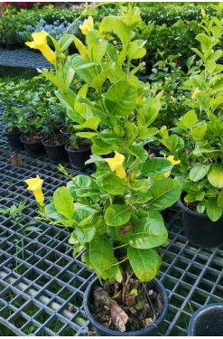 ต้นจันทร์กระจ่างเรียกฟ้า11"